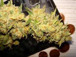 Critical Bilbo